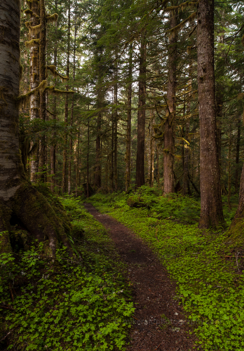 Forest Hike